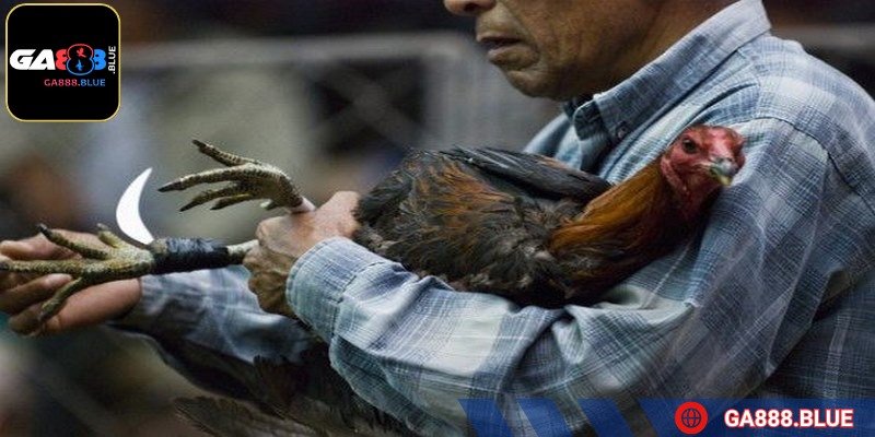 Môn này trở thành nét văn hóa gắn liền với nhiều lễ hội truyền thống