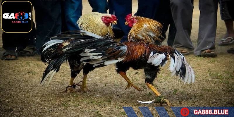 Trận đấu thường diễn ra chóng vánh, có khi chỉ vài chục giây