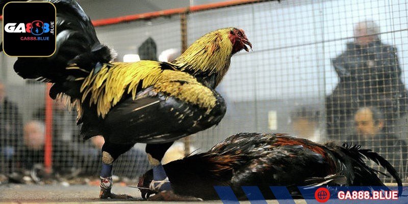 Trước khi ra sân, kê sư cần đảm bảo gà được nghỉ ngơi hợp lý