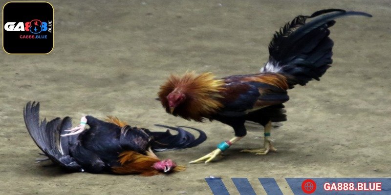 Các kèo đấu được lựa chọn kỹ lưỡng đảm bảo kịch tính