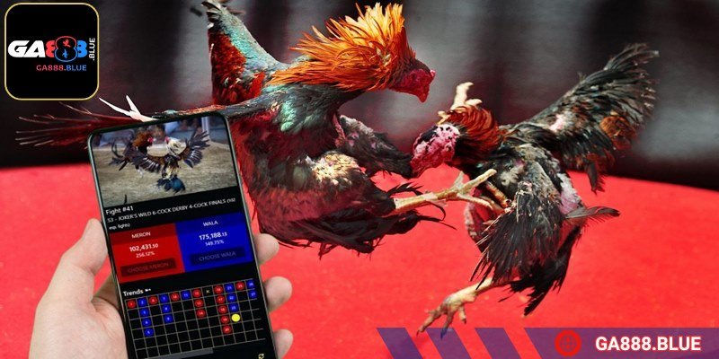 Có nhiều lựa chọn chọi kê thú vị để cân nhắc