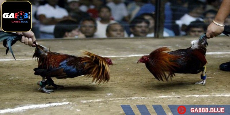 Cựa tam khúc cực kỳ bền, khó bị cong hay gãy