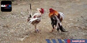 Đứng đầu trong danh sách Top 5 cựa gà phổ biến là da