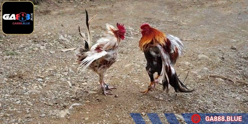 Đứng đầu trong danh sách Top 5 cựa gà phổ biến là da