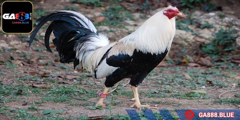 Một cú đâm chính xác có thể hạ gục đối phương ngay lập tức